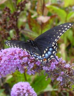 SwallowTail Butterfly on Butterfly Bush