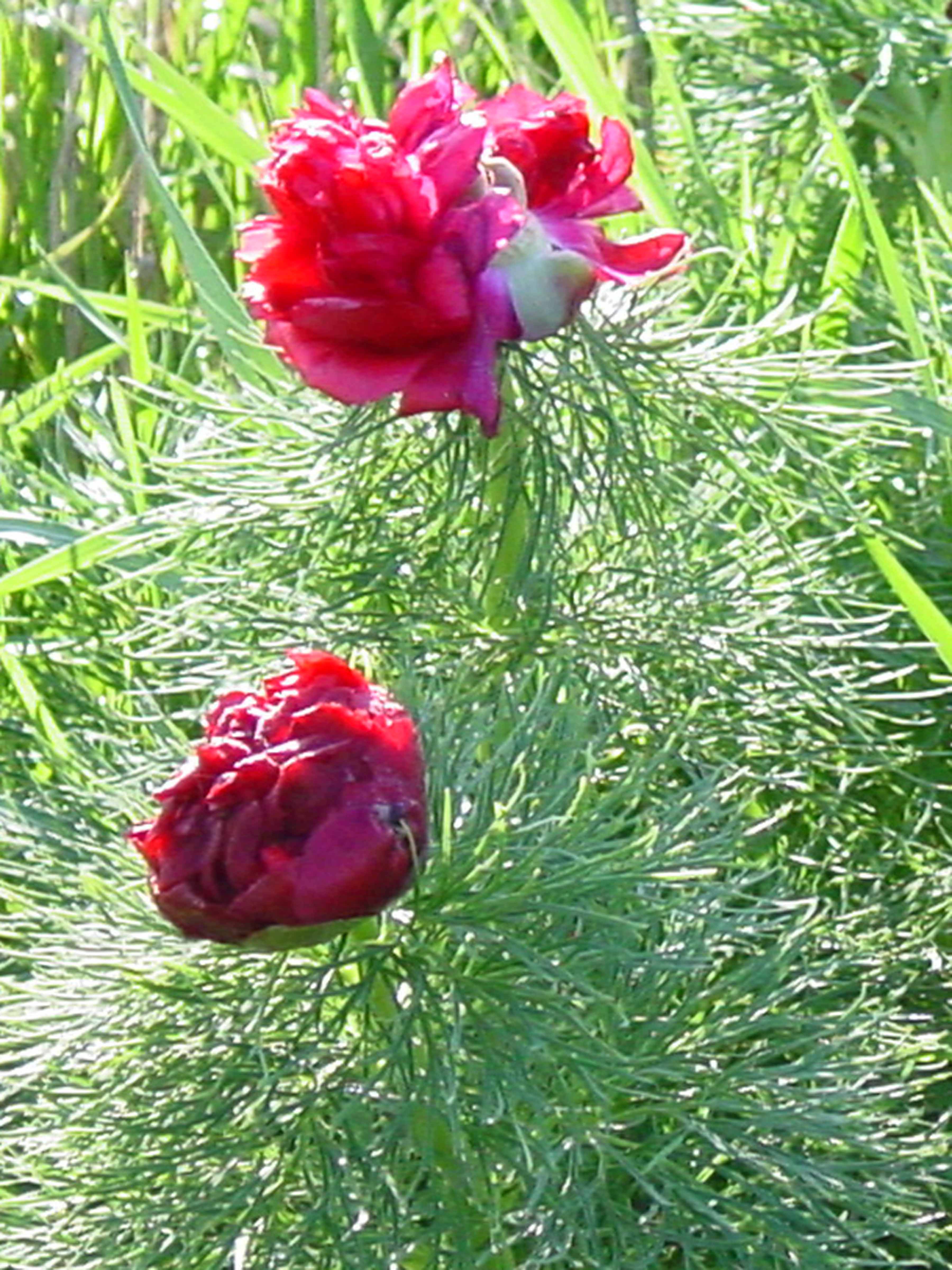 Mother's Day Peony