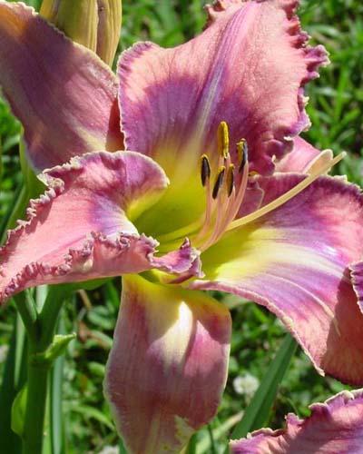 Mildred Mitchell 