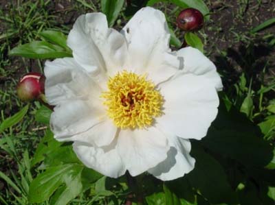 Garden Peace