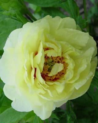 Garden Treasure