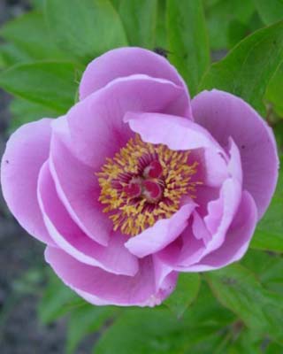 May Lilac