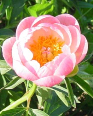 Pink Hawaiian Coral
