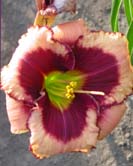 Awesome Blossom