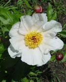 Garden Peace