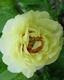Garden Treasure