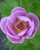 May Lilac
