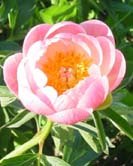 Pink Hawaiian Coral