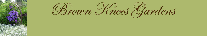 Brown Knees Logo